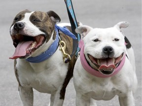 The pictured dogs are British Staffordshire bull terriers, which are included in the Ontario pit bull ban.