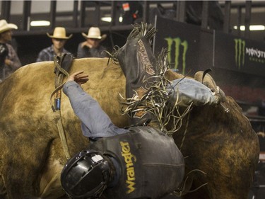 A rider gets thrown from a bull at Saturday's PBR bull riding show at TD Place Arena. (Bruce Deachman, Ottawa Citizen)