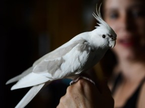 Amber Glasner is reunited with her pet cockatiel named Blue.