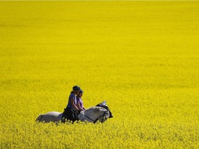 Golden harvest? A simmering trade dispute over Canadian canola exports looms as Prime Minister Justin Trudeau visits Beijing this week.