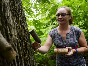 Krista Ryall, research scientist from Natural Resources Canada, checks out mini bolts that hold the tiny wasps she hopes will grow then consume Emerald Ash Borer larva.