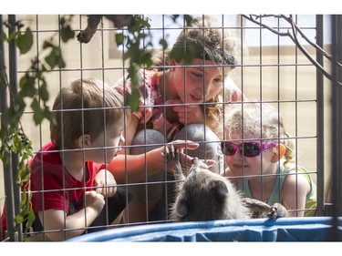 Ella Caldwell, 11, is flanked by three-year-old twins Robbie and Janna Houghton as they investigate a raccoon at the Capital Fair.