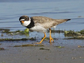The Semipalmated Plover is regular fall migrant in our region. Check mudflats along the Ottawa River.