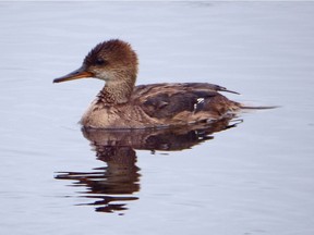 The Hooded Merganser is one of three species of merganser that occur in our region. Unlike the Common and Red-breasted Merganser which mainly eat fish, the Hooded Merganser eats small fish, aquatic insects, crayfish, amphibians, vegetation, and mollusks.