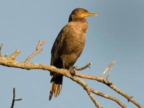 Double-crested Cormorants are on the increase in the Ottawa-Gatineau district.