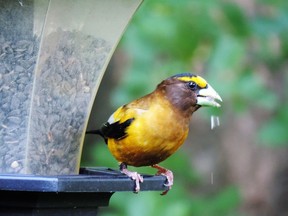 A surprise visitor was a male Evening Grosbeak at a feeder in Briargreen.  During the late 1960s, 1970s and early 1980s the Evening Grosbeak was a regular sight at feeders during the winter months.