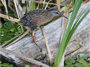 The Virginia Rail is one of a few species of rails that occur in our region. Watch for this species in cattail marshes and wetlands.