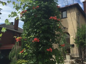 Monster-sized trumpet vine can twine but also adhere with aerial roots- so it can climb varied structures including this hydro pole.