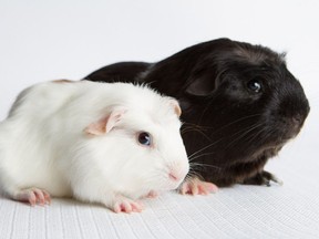 Arthur and Buster, two guinea pigs up for adoption at the Ottawa Humane Society. (Photo by Rohit Saxena)