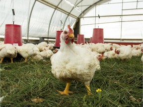 Chickens at Ferme Rêveuse are free to wander inside and out of  their airy coops, which are moved every day to fresh pasture.