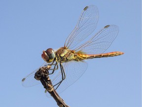 A Southern Darter dragonfly (Sympetrum Meridionale) is pictured here.
