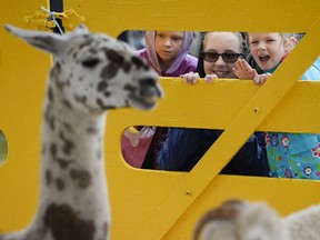From left, Quinn Ross, Magda Stanistreet and Sam Ross check out the animals at the petting zoo at the Arnprior Fair on Saturday, Aug. 13, 2016.