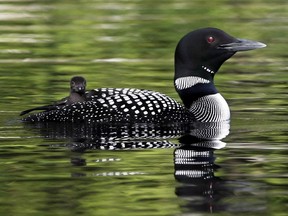 Female loons doesn't hang around nostalgically when a partner fades or dies, a researcher has discovered. They move on to another mate.