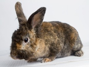 Cora the one-year-old Lionhead bunny is pictured here at the Ottawa Humane Society. (Photo by Rohit Saxena)