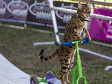 Sashimi, a Bengal cat, ride a scooter at the Capital Fair.
