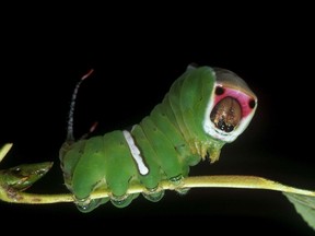 Jayne Yack, an insect biologist at Carleton University, studies the acoustic side of caterpillars of many types, and other bugs as well: bark beetles and mosquitoes and butterflies and more, many able to make sounds that we can't hear.