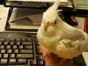OC Transpo posted a photo of a cockatiel found on its property on Twitter.