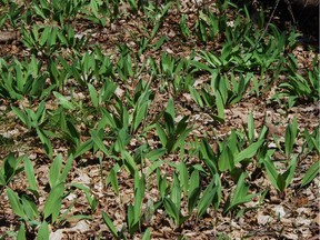 A spring colony of wild leek, mulched naturally with last year's fallen forest leaves.