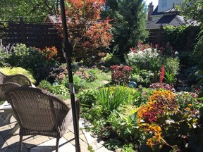 The late summer garden at the Kendall's house delivers heat with a Bloodgood Japanese maple- helenium- ligularia- sedum and beebalm.