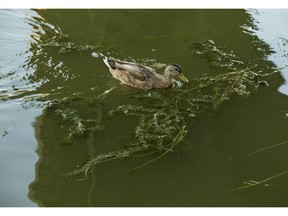 A duck paddles through the blue-green algae in the Rideau Canal.