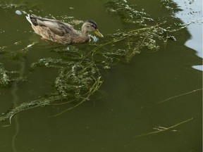 Blue-green algae levels in the Rideau Canal have improved, but officials still advise caution.