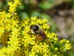 A tri-colored bumble bee on goldenrod.