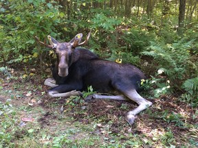 NCC conservation officers returned Bruce the moose to the wild in Larose Forest on Tuesday.