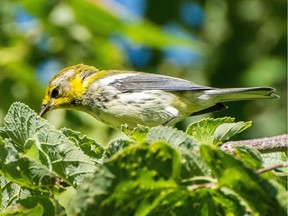 The Black-throated Green Warbler was one of many species noted during the past week in the Ottawa region. Seen here at Shirley's Bay.