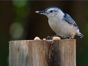 The White-breasted Nuthatch is a regular year-round visitor to bird feeders and enjoys sunflower seeds and suet. Sometimes referred to as the "upside down bird" they climb up and down tree trunks.