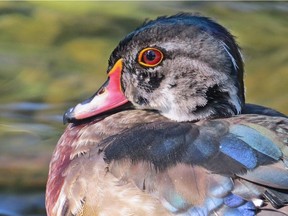 Wood Ducks can be found in various stages of moult. Most will complete their moult over the next few weeks.