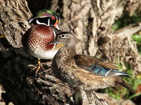 The Wood Duck is a regular fall sight in our area on ponds, creeks, swamps and marshes.