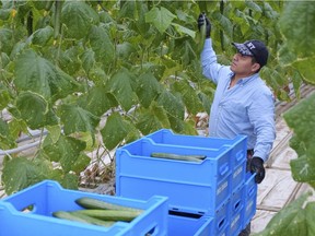 Cesar Castro, a temporary foreign worker from Honduras, picks cucumbers at a greenhouse in Beamsville, Ont. in January. He had to leave Canada in May and is not allowed to return as a migrant worker because he hit the four-year cap on his right to work in Canada. (Photo: Graham Runciman/Postmedia)