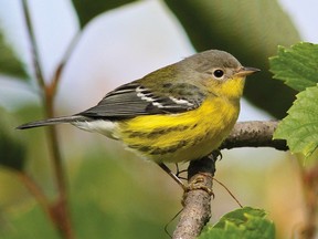 The Magnolia Warbler is one of numerous species of warblers that migrate through our region. Photo: Brian Morin