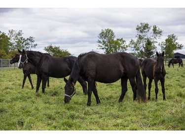 John Phillips will be retiring as the Farm Manager for the R.C.M.P. Musical Ride Branch.