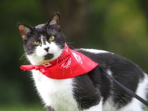 Chance the cat photographed at the Wiggle Waggle Walkathon on Sept. 11, 2016. (Photo by Rohit Saxena)