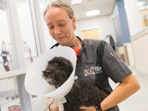Tracey Fraser, an animal care attendant at the Ottawa Humane Society, holds Ebony, who underwent surgery to repair a case of luxating patellas. (Photo by Rohit Saxena)