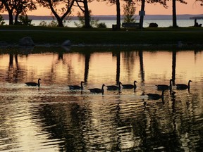 A shot of birds on the water in Andrew Haydon Park, submitted to the exhibition Gratitude at the Foyer Gallery by Jeanette Labelle.