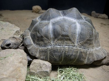 A aldabra tortoise in the Canadian Museum of Nature's newest exhibition, Reptiles: Beautiful and Deadly.