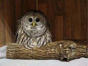A Barred Owl that recuperated at Ottawa's Wild Bird Care Center before being released into the wild Wednesday night.
Photo: Jeremy Plante, Wild Bird Care Centre