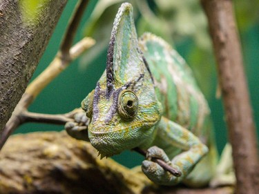 A chameleon in the Canadian Museum of Nature's newest exhibition, Reptiles: Beautiful and Deadly.