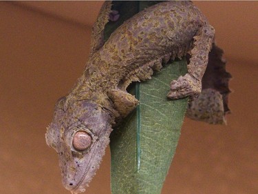 A frilled leaf-tailed gecko in the Canadian Museum of Nature's newest exhibition, Reptiles: Beautiful and Deadly.