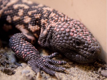 A Gila monster in the Canadian Museum of Nature's newest exhibition, Reptiles: Beautiful and Deadly.