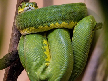 A green tree python in the Canadian Museum of Nature's newest exhibition, Reptiles: Beautiful and Deadly.