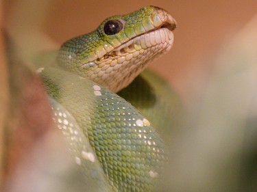 A green tree python in the Canadian Museum of Nature's newest exhibition, Reptiles: Beautiful and Deadly.