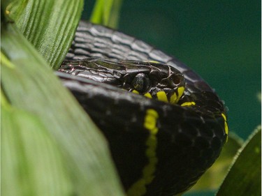A mangrove snake in the Canadian Museum of Nature's newest exhibition, Reptiles: Beautiful and Deadly.
