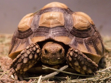 A tortoise in the Canadian Museum of Nature's newest exhibition, Reptiles: Beautiful and Deadly.
