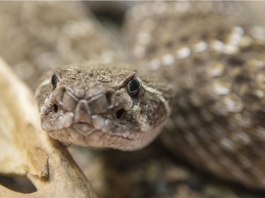 A western diamondback rattlesnake in the Canadian Museum of Nature's newest exhibition, Reptiles: Beautiful and Deadly.
