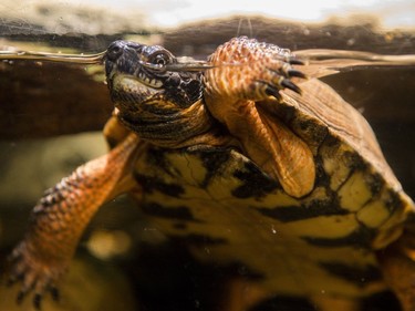 A wood turtle in the Canadian Museum of Nature's newest exhibition, Reptiles: Beautiful and Deadly.