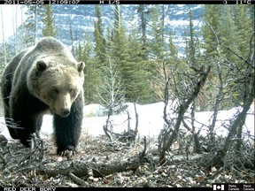 Remote cameras monitor grizzly bears in Banff National Park. One letter writer argues that Canada must keep its population down in order to preserve our wildlife. (PHOTO: Parks Canada.)