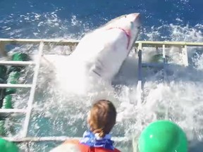 A great white shark breaks into a cage.